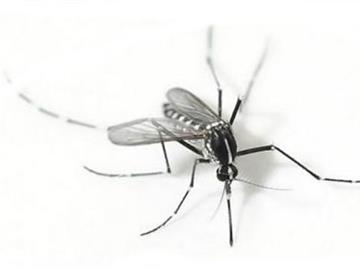 Thuốc ăn kiêng khiến muỗi không đốt người