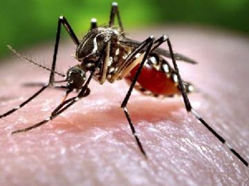 5 Lý do bạn bị muỗi đốt nhiều hơn người khác
