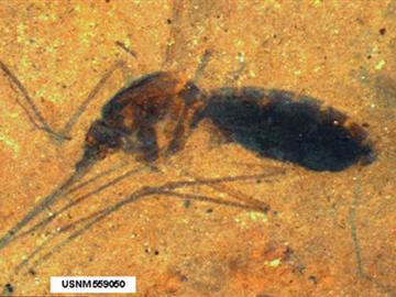 Muỗi hóa thạch truyền bệnh sốt rét trong hổ phách 100 triệu năm