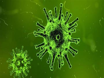 Virus Conora, diễn biến tình hình dịch bệnh